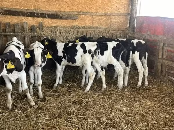 Bulle, Russian Black pied cattle
