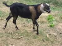 Billy Goat, Nubian Goat — photo 1