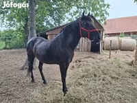 घोड़ी, Hungarian horse breed — फ़ोटो 7