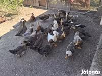 Ducks — الصورة 3