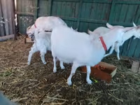 Koza, Pomellata goat — fotografija 4