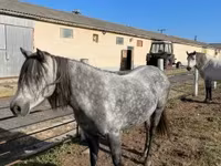 Mare, Hungarian horse breed — photo 8