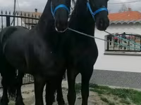 Pastuv, Friesian — fotografija 2