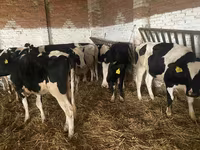 Krava, Russian Black pied cattle — fotografija 7
