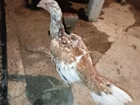 Chickens — photo 2