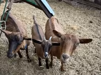 Cabro, Cabras — foto 1