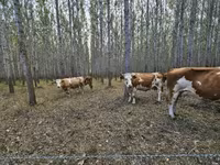 Sigir, Simmental cattle — 5-rasm