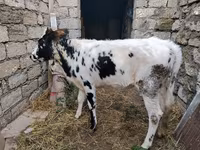 Krowa, Russian Black pied cattle — zdjęcie 1