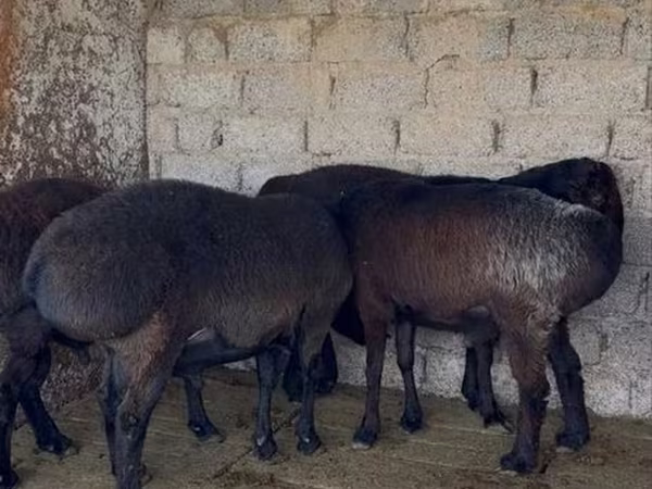 Carneiro, Ovelhas