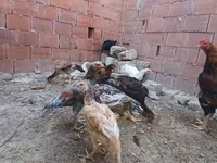 Chickens — fotografija 1