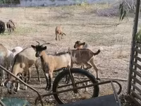 बकरी, बकरियाँ — फ़ोटो 1