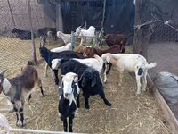 Jarac, Pomellata goat — fotografija 3