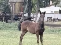 Toychoq, Lipizzaner — 1-rasm