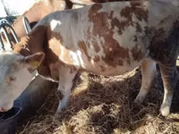 Сиыр, Simmental cattle — 3-сурет