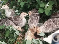 Turkeys — الصورة 2