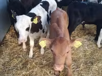 公牛, Limousin cow — 照片 4