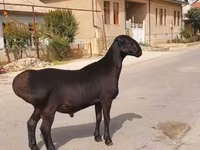 Ram, Sheep — photo 1