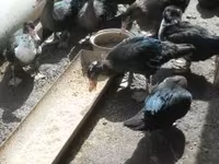 Ducks — الصورة 2