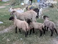 Ram, Sheep — photo 1