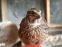 Quails — fotografija 1