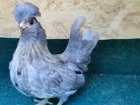 Chickens — Foto 2