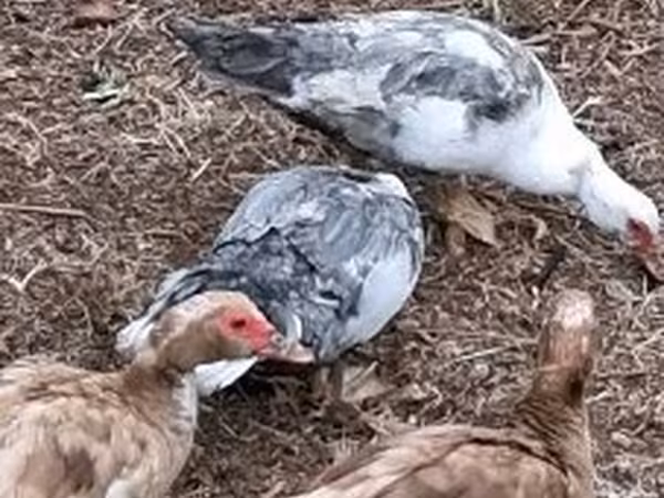 Ducks