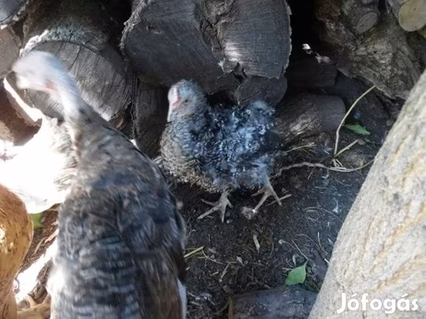 Chickens
