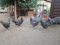Chickens — zdjęcie 4