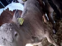 Bovinos (lote, sexo no especificado), Vaca Limousin — foto 2
