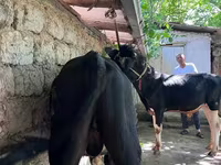 Buğa, Mal-qara — foto 1