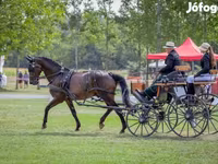 Hengst, Nonius horse — Foto 8