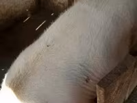 خنزيرة, الخنازير — الصورة 4