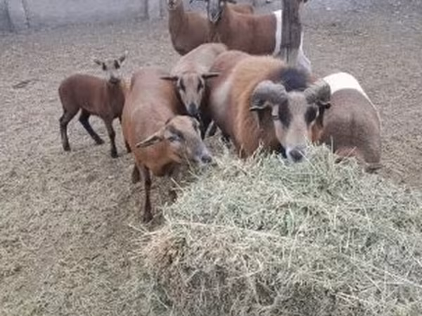 Carnero, Cameroon sheep