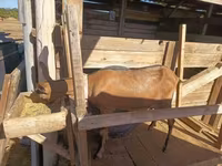 Cabra, Alpine goat — foto 3