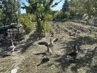 Geese — 写真 2