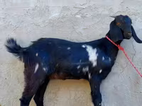 Koza, Beetal goats — fotografija 4