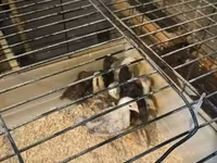 Chickens — foto 2