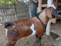 Bode, Nubian Goat — foto 1