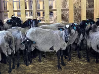 Ovca, Romanov sheep — fotografija 3