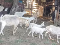 Koza, Dutch Landrace goats — fotografija 1