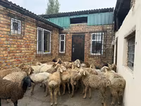 Bélier, Rhon sheep — photo 1