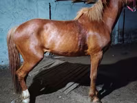 Pastuv, Budyonny horse — fotografija 2