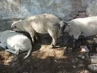 Qoç, Tsigai sheep — foto 7