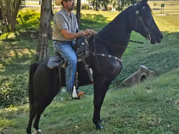 Кобила, Tennessee Walking Horse