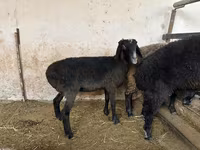 Ovca, Blackheaded Persian sheep — fotografija 3
