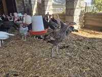 Turkeys — fotografija 4