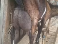 Теке, Alpine goat — 3-сурет