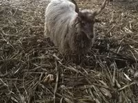 Oveja, Racka sheep — foto 4