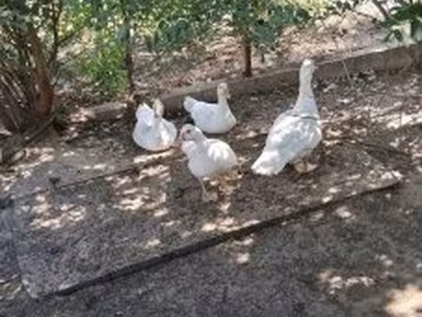 Ducks