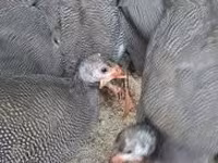 Guinea fowl — 写真 1